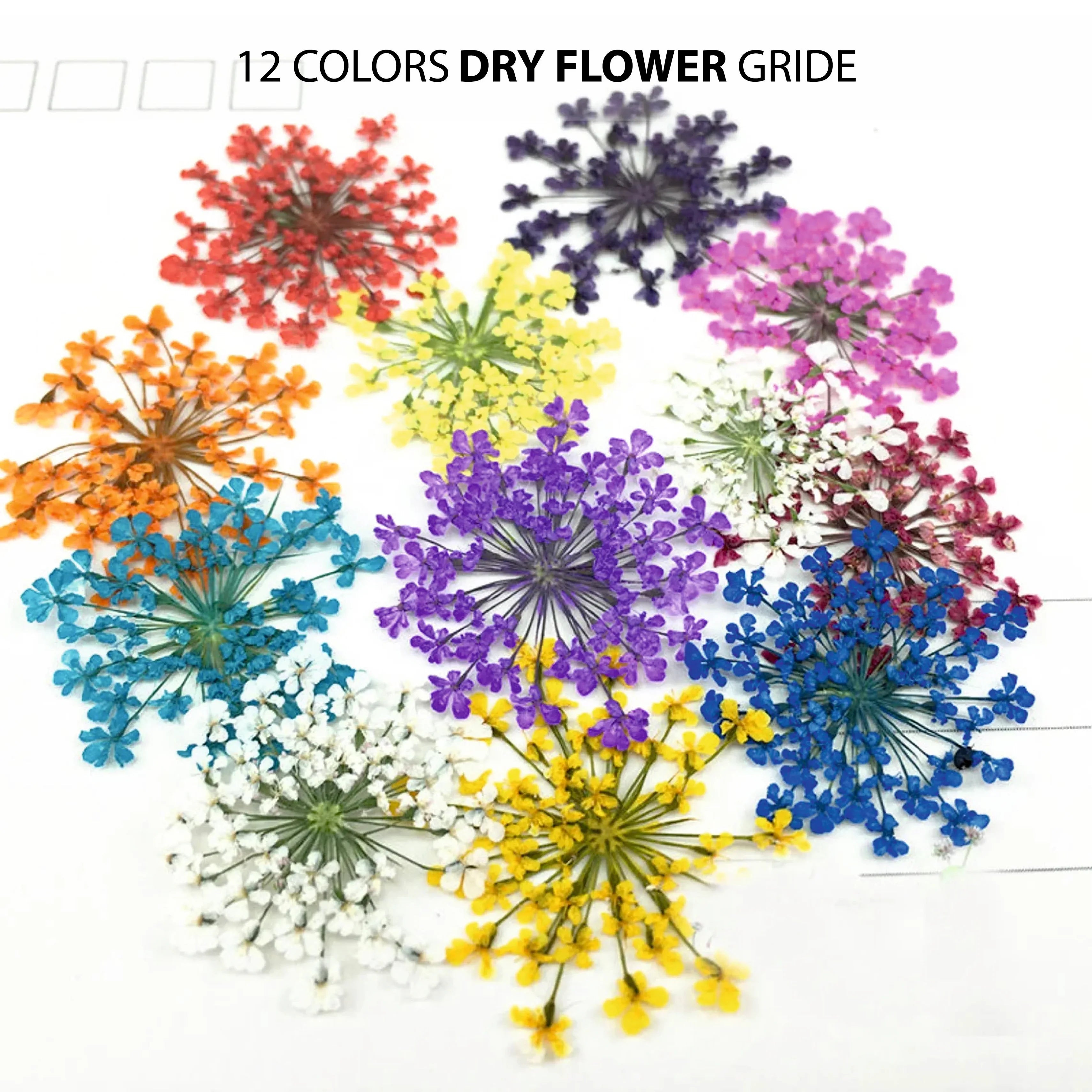 Dry Flower - Shills Professional