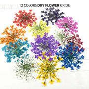 Dry Flower - Shills Professional